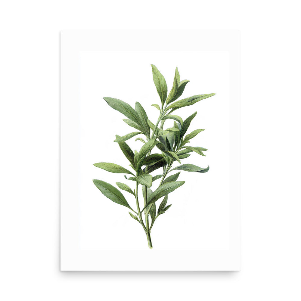 Botanical illustration of narrow green tarragon-style herb leaves on white background, kitchen wall art