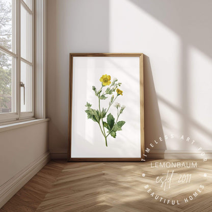 Buttercup Wildflower Wall Art | Botanical Kitchen Poster | Lemonbaum