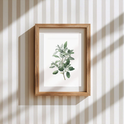 Silver Sage Wall Art | Kitchen Botanical Poster | Lemonbaum