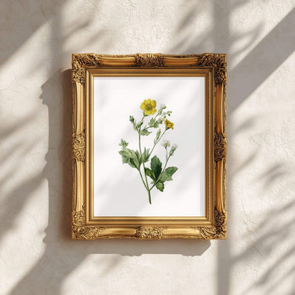 Buttercup Wildflower Wall Art | Botanical Kitchen Poster | Lemonbaum