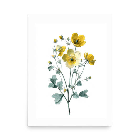 Botanical illustration of cream and yellow buttercup flower cluster on white background, kitchen wall art