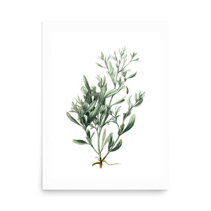 Botanical illustration of narrow silvery-green lavender-style leaves on white background, kitchen wall art
