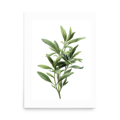 Botanical illustration of narrow green tarragon-style herb leaves on white background, kitchen wall art