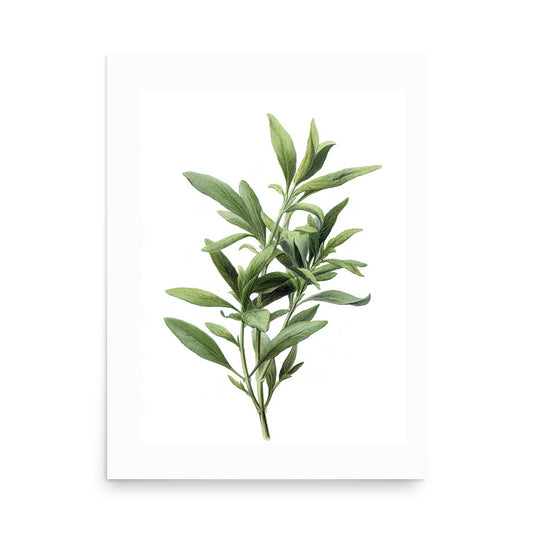 Botanical illustration of narrow green tarragon-style herb leaves on white background, kitchen wall art
