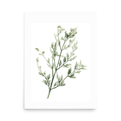 Botanical illustration of delicate fennel-style herb sprig with small buds on white background, kitchen wall art
